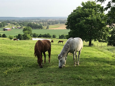 in the meadow